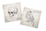 Servetten - Creepy Curiosities - 33 x33 cm - 20 stuks_